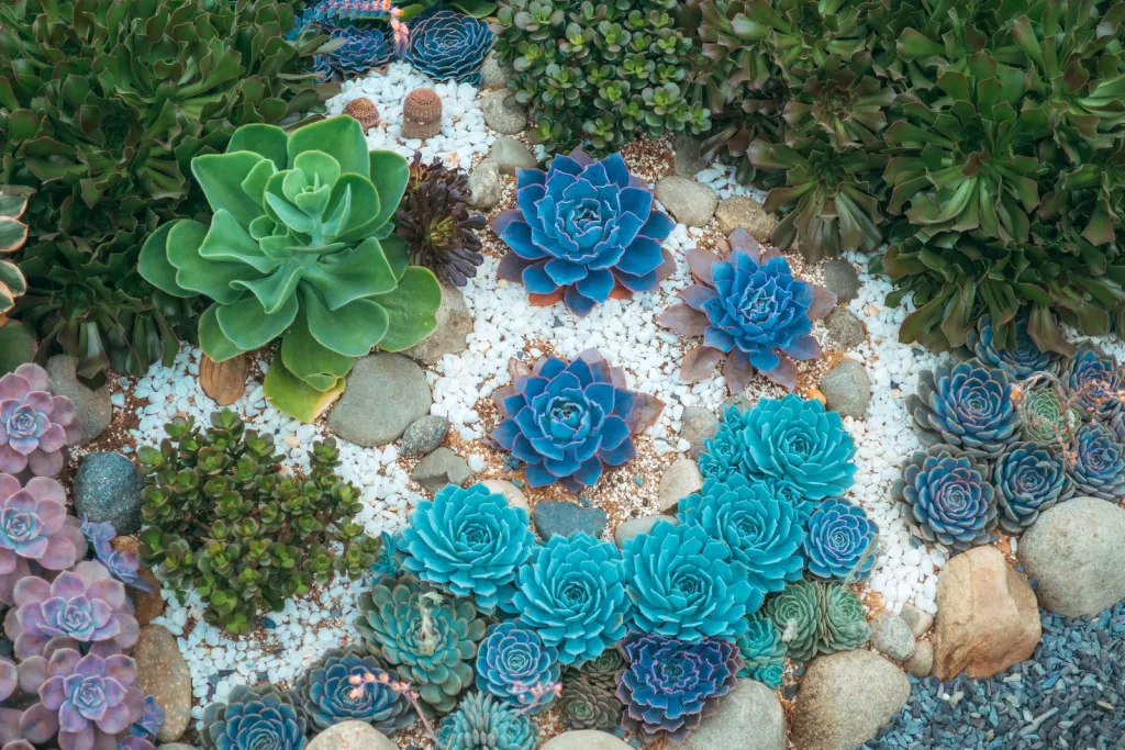 Gardens Designed for Less Water
